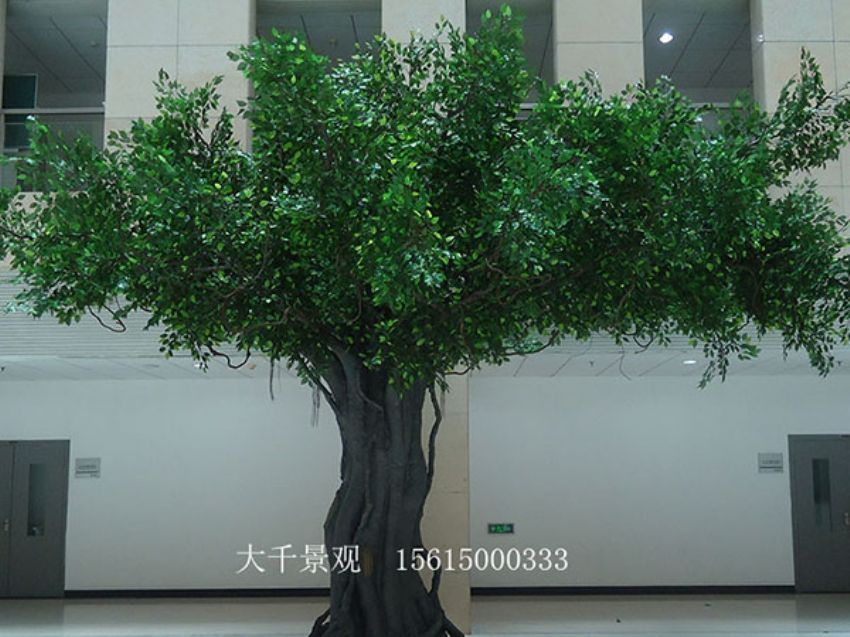 點(diǎn)擊查看詳細(xì)信息<br>標(biāo)題：室內(nèi)榕樹(shù) 閱讀次數(shù)：1212