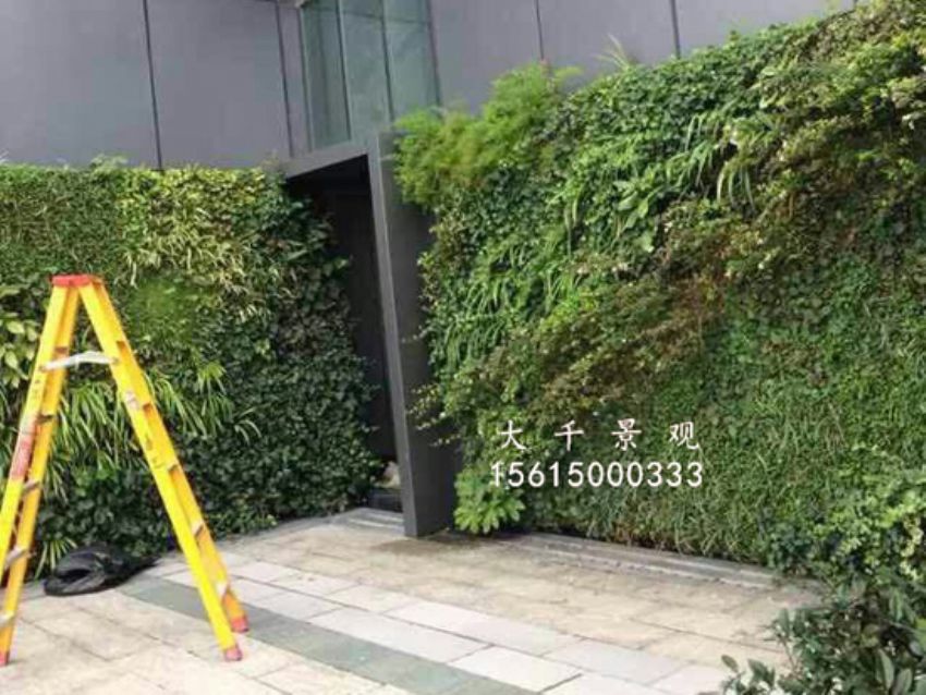 點(diǎn)擊查看詳細(xì)信息<br>標(biāo)題：綠植墻 閱讀次數(shù)：1317