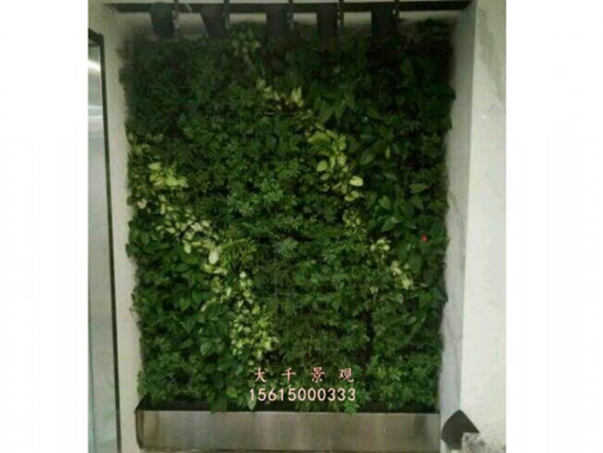 點擊查看詳細信息<br>標題：綠植墻 閱讀次數：1863