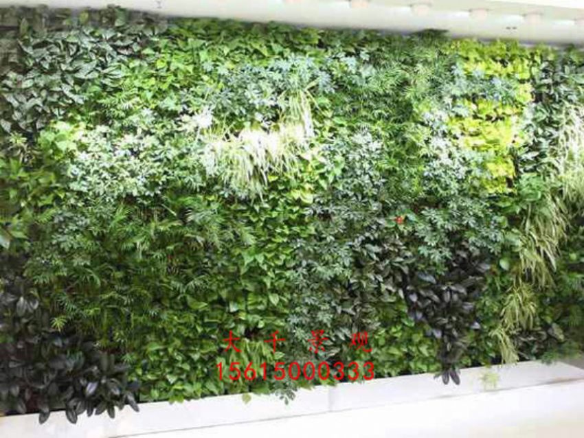 點擊查看詳細信息<br>標題：綠植墻 閱讀次數：2160